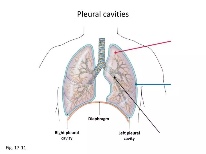 PPT Pleural cavities PowerPoint Presentation, free download ID2339431
