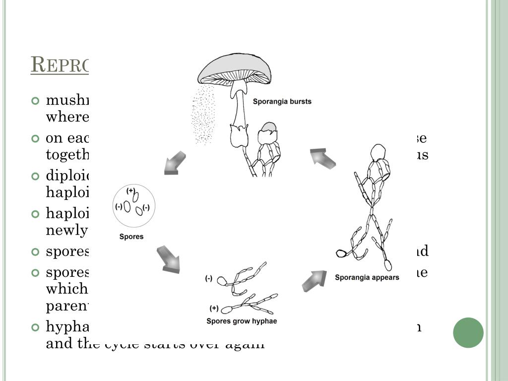 Ppt Classification Fungi Powerpoint Presentation Free Download Id2339614