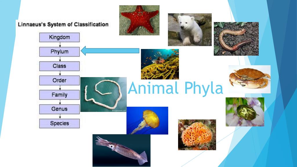 PPT - Animal Phyla PowerPoint Presentation, free download - ID:2339715