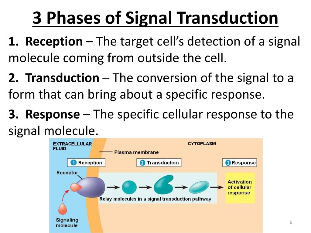 cell signal cell signal