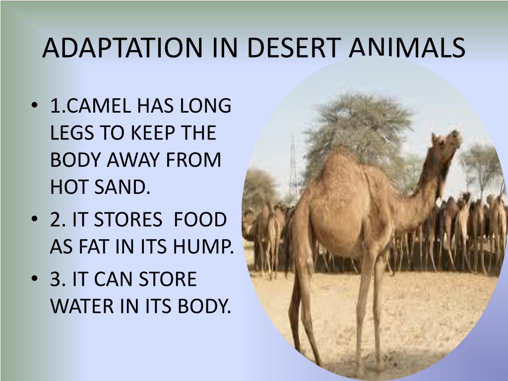 Desert Animals List With Pictures Amazing Facts Desert Animals Desert Animals Adaptations Desert Animals Activities