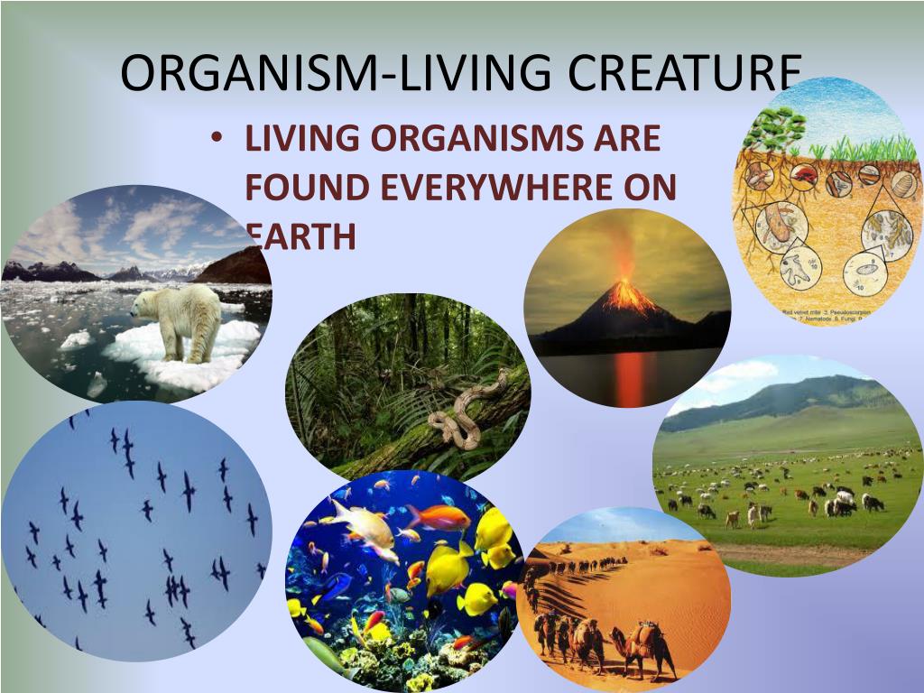 bio living earth