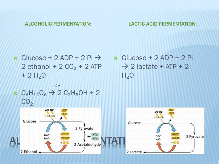 PPT - Anaerobic Respiration PowerPoint Presentation - ID:2341098