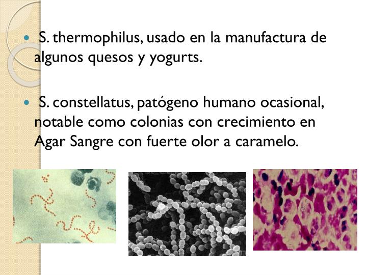 PPT - STREPTOCOCCUS PowerPoint Presentation - ID:2341409