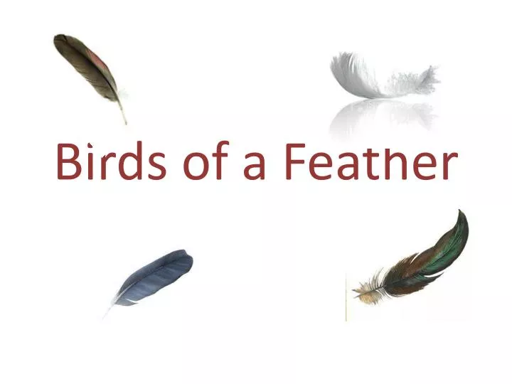 ppt-birds-of-a-feather-powerpoint-presentation-free-download-id