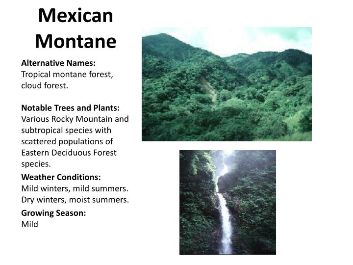 PPT - North American Forest Biomes PowerPoint Presentation - ID:2341954