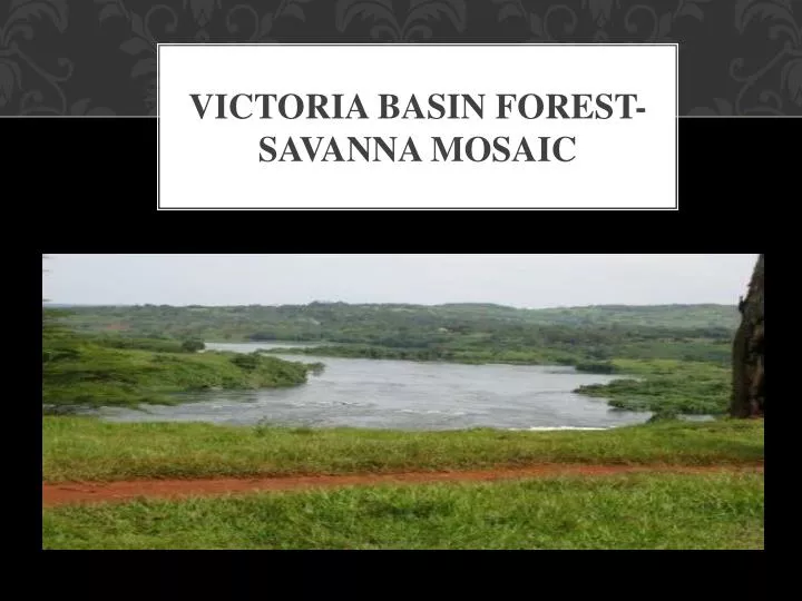 victoria basin forest savanna mosaic n.