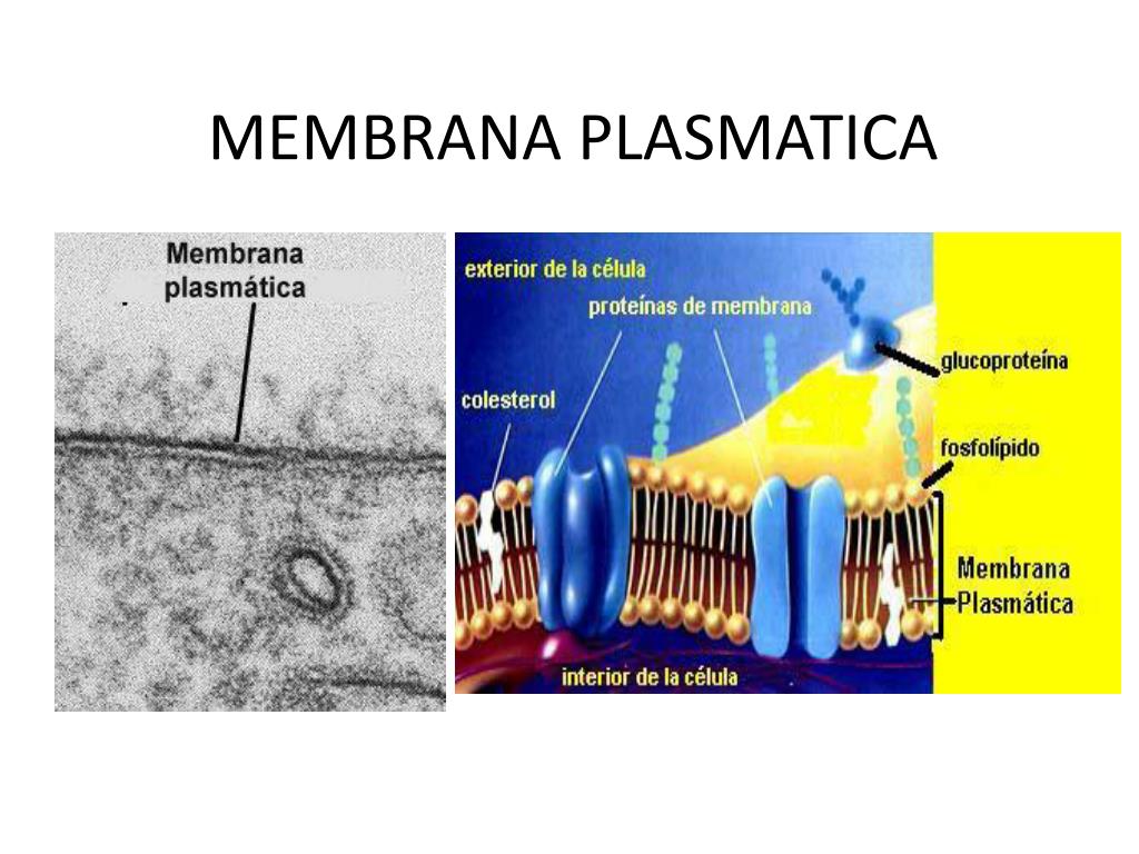 PPT - MEMBRANA PLASMATICA PowerPoint Presentation, free download -  ID:2342883
