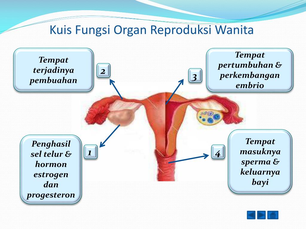Gambar Organ Reproduksi Wanita : Organ Reproduksi pada Wanita
