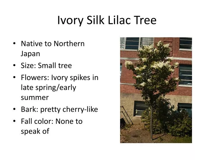 Ivory Silk Lilac Tree Height, Amazon Com Japanese Lilac Ivory Silk 2 Year Live Tree Tree Plants Garden Outdoor : Check spelling or type a new query.