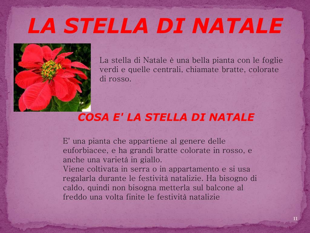 Leggenda Della Stella Di Natale Pianta.Ppt Le Piante Del Natale Powerpoint Presentation Free Download Id 2345856