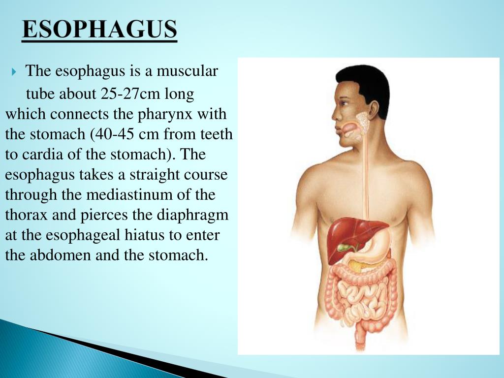 Esophagus Meaning esophagus-meaning