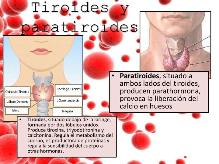metabolismo anaerobico alactico - ¿Qué es?