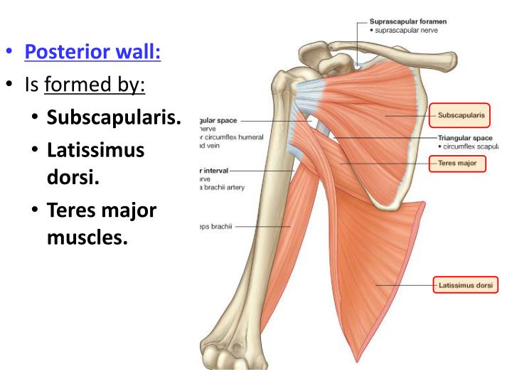 PPT - Anatomy Of The Axilla PowerPoint Presentation - ID:2347275