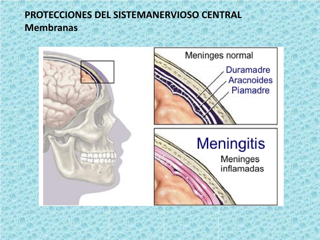 PPT - ORGANIZACIÓN DEL SISTEMA NERVIOSO. NEURONAS PowerPoint