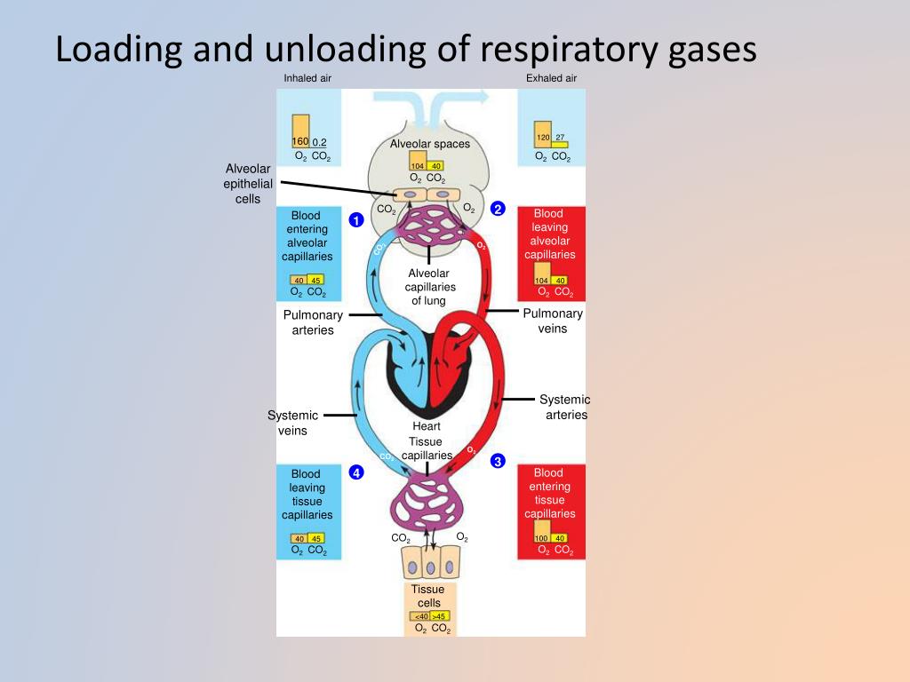 PPT Gas Exchange Respiratory Systems (Ch. 42) PowerPoint Presentation