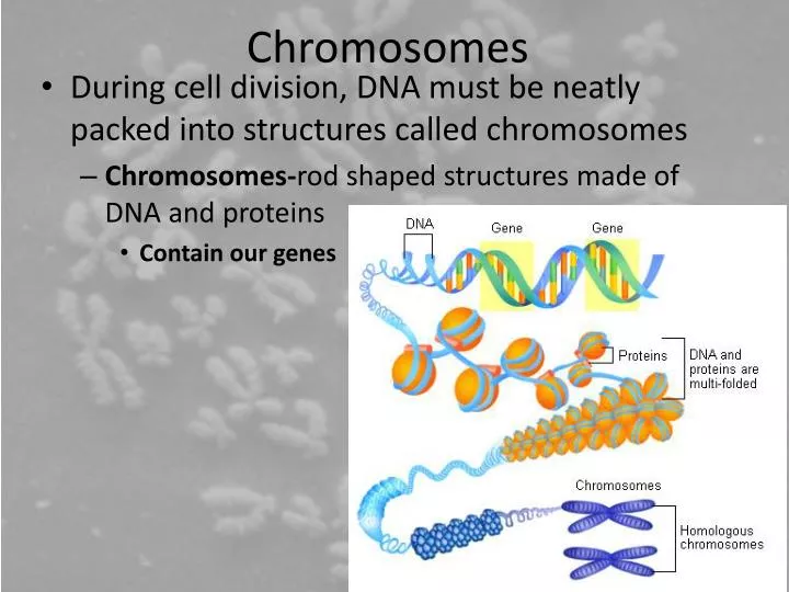 PPT - Chromosomes PowerPoint Presentation, free download - ID:2348760