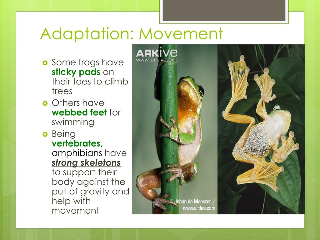 PPT - Amphibian ADAPTATIONS PowerPoint Presentation, free download -  ID:2348796