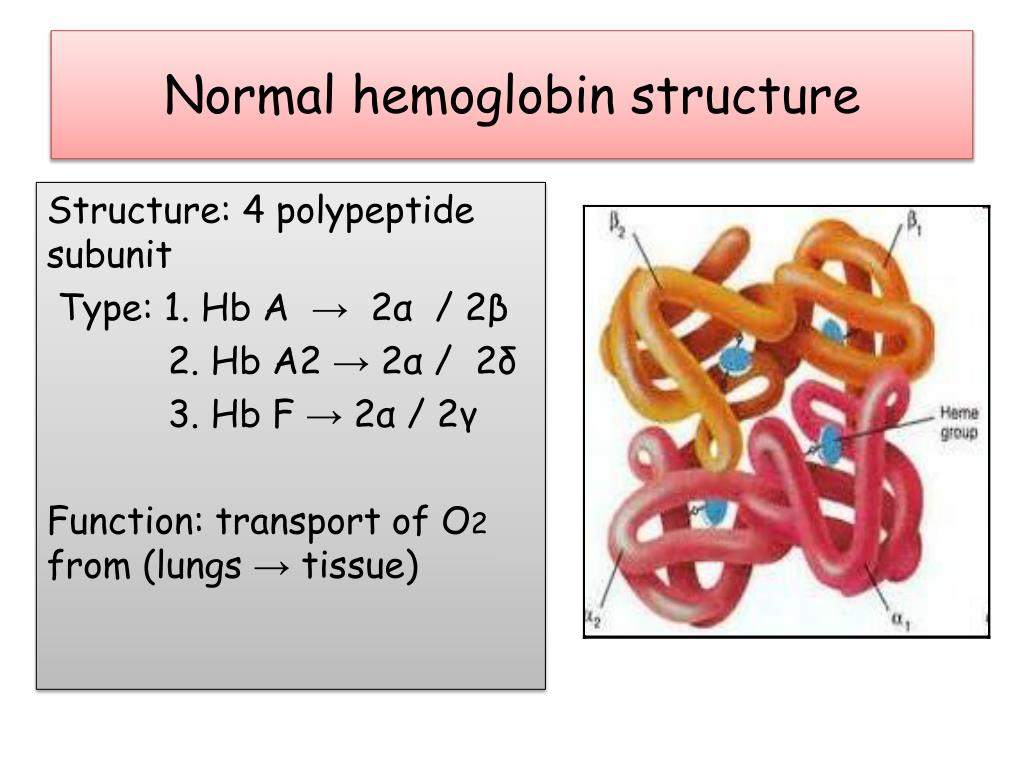 Structure Of Hemoglobin Structure Of Hemoglobin
