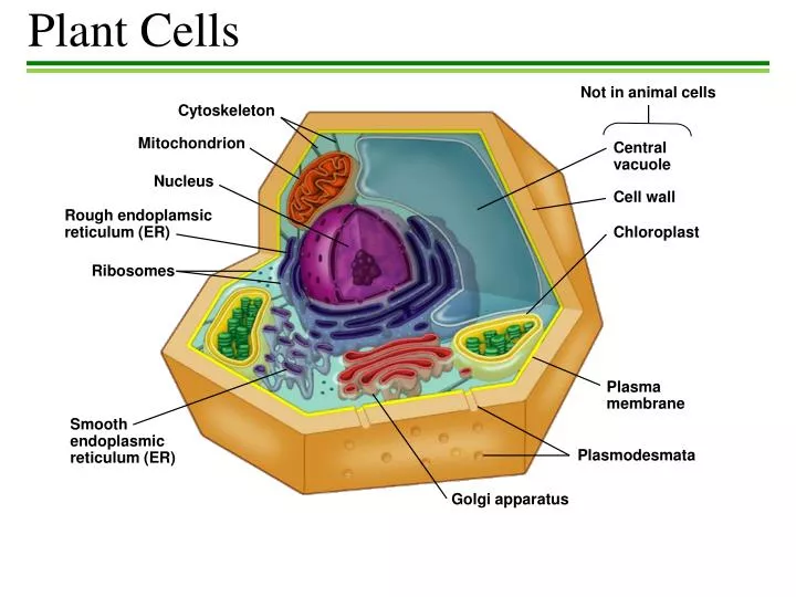 tour of a plant cell