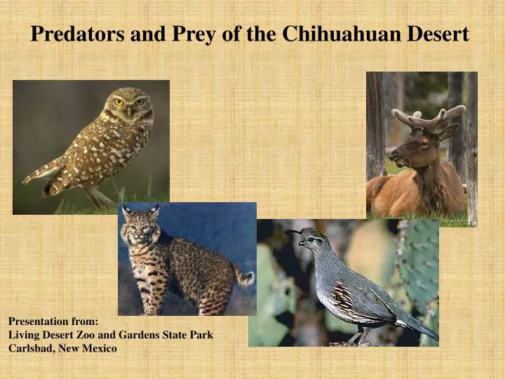 PPT Predators and Prey of the Chihuahuan Desert 