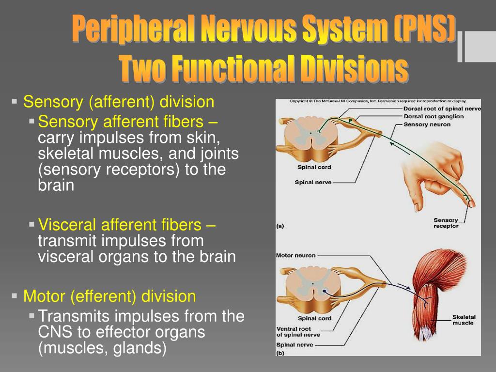 PPT - Chapter 11 Functional Organization of Nervous Tissue PowerPoint