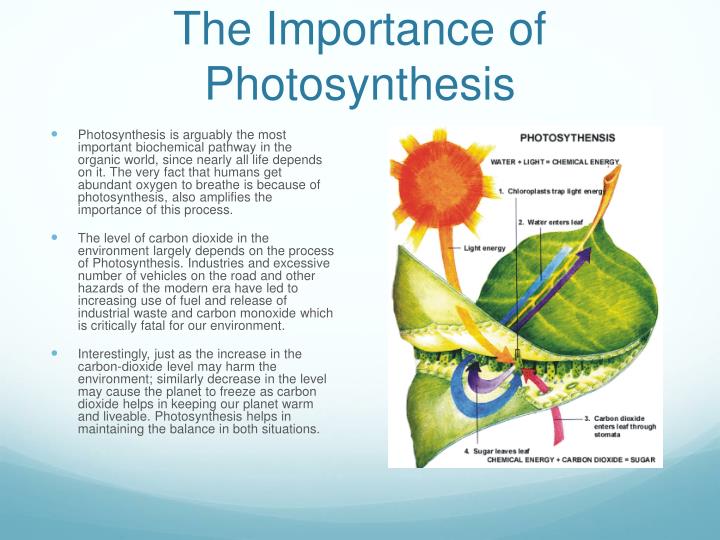 write importance of photosynthesis