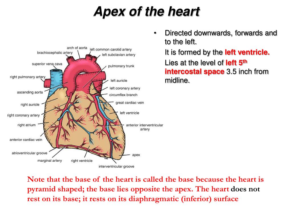 Apex heart anatomy