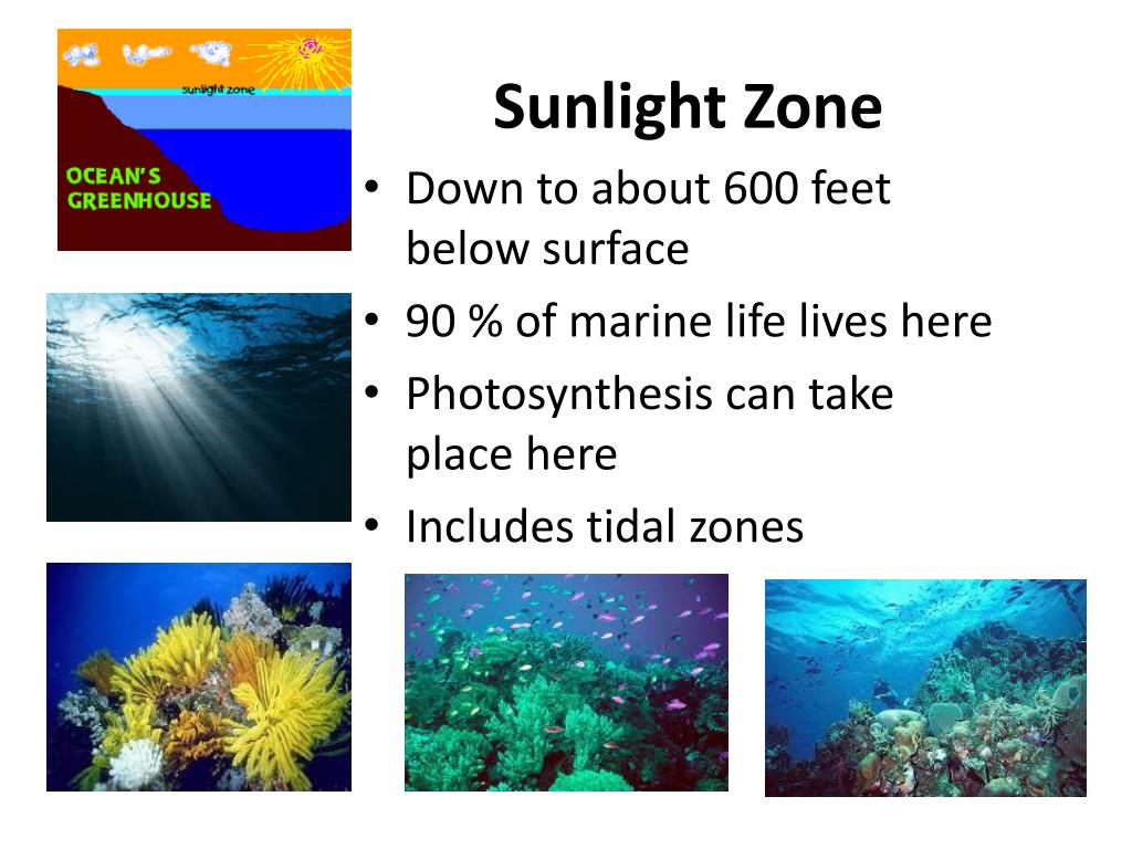 PPT Aquatic Biomes PowerPoint Presentation Free Download ID 2351050 PPT Aquatic Biomes PowerPoint Presentation Free Download ID 2351050
