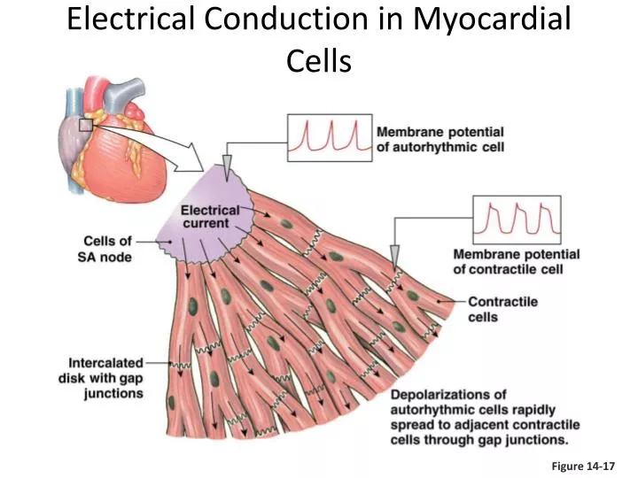 electrical conduction in myocardial cells n.