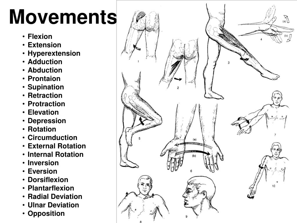 PPT - Medical Terminology Anatomical Position, Directional Terms and  Movements PowerPoint Presentation - ID:2351221