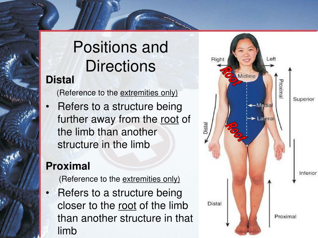 PPT - Medical Terminology Anatomical Position, Directional Terms and ...