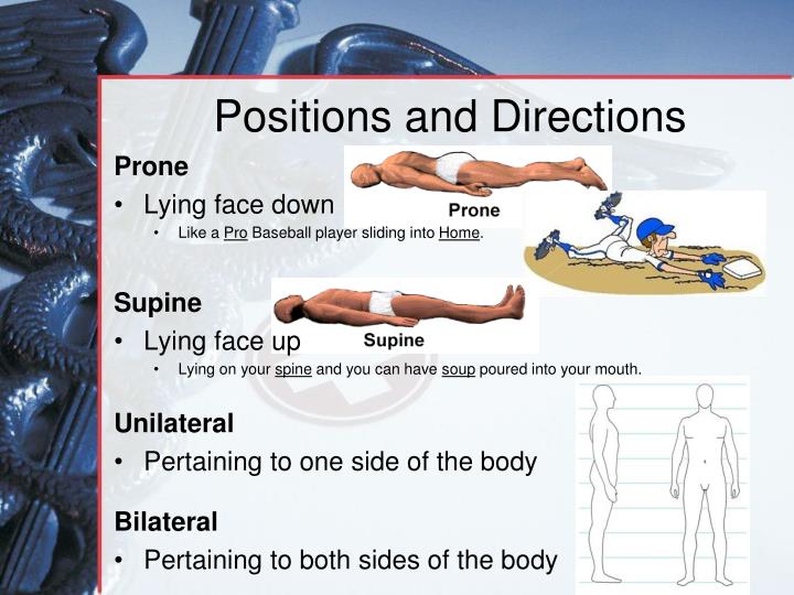 PPT - Medical Terminology Anatomical Position, Directional Terms And ...