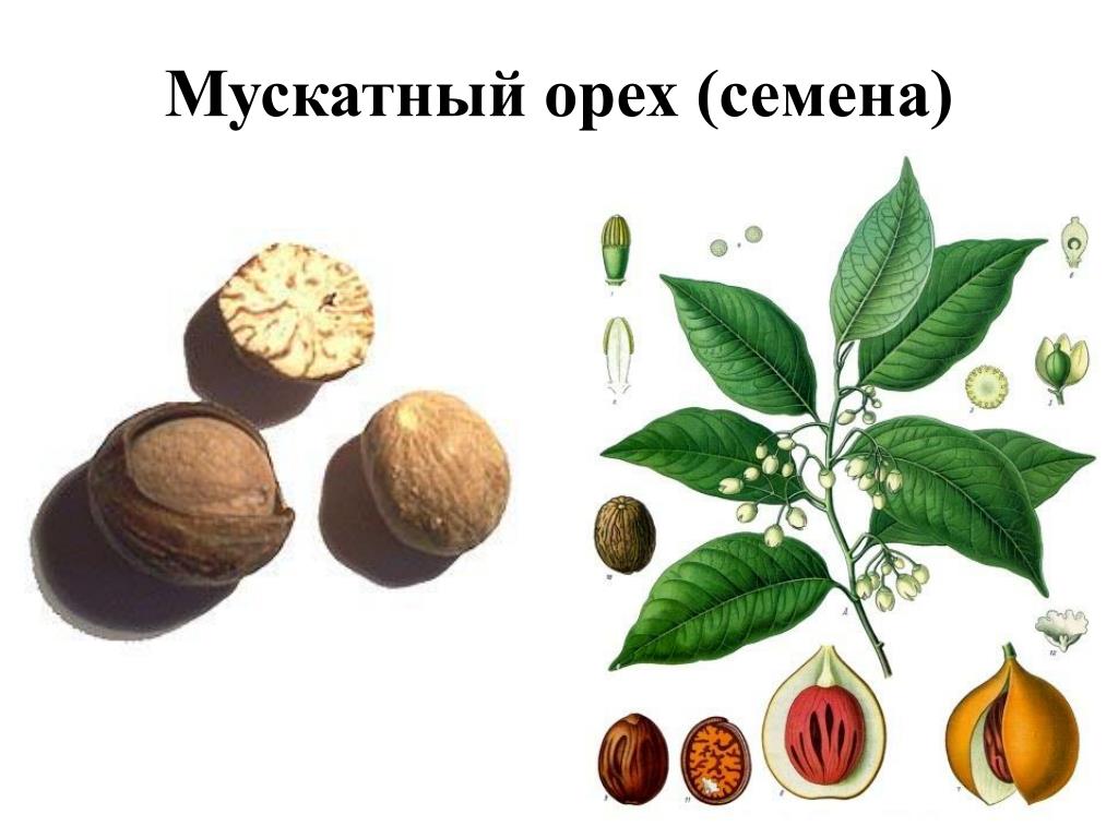 Рисунок мускатного ореха