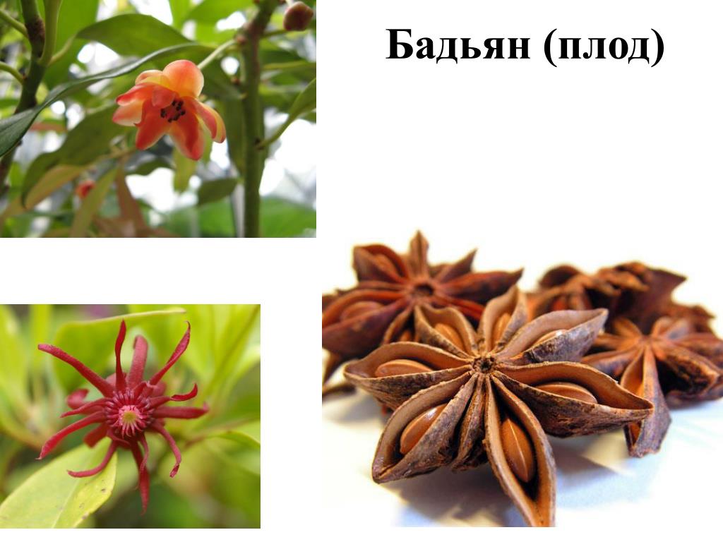 Бадьян Настоящий Фото Растения