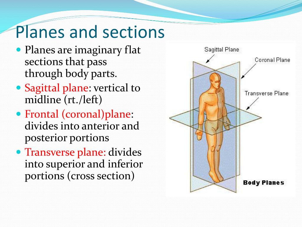 Ppt Anatomical Terms Powerpoint Presentation Free Download Id2351452