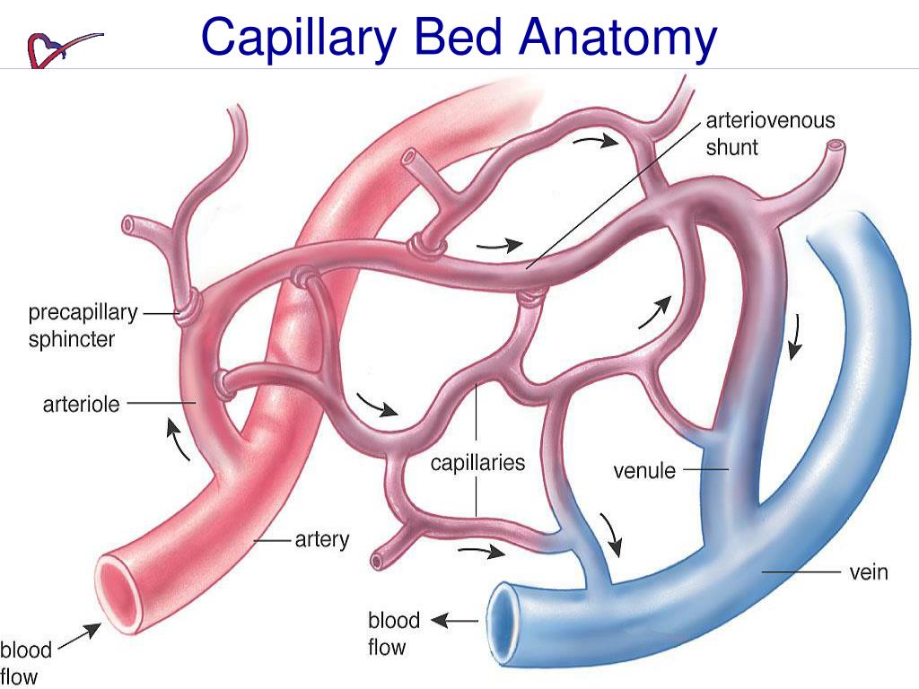 Расширение артериальных сосудов. Артерии, вены и сосуды микроциркуляторного русла.. Артерии артериолы капилляры венулы вены. Артерии артериолы капилляры. Схема микроциркуляторного русла.