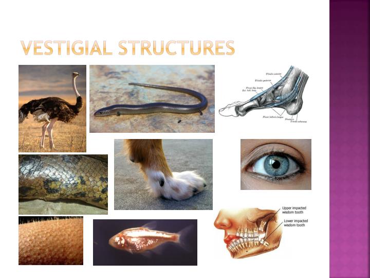vestigial structures download free vestigial structures download free