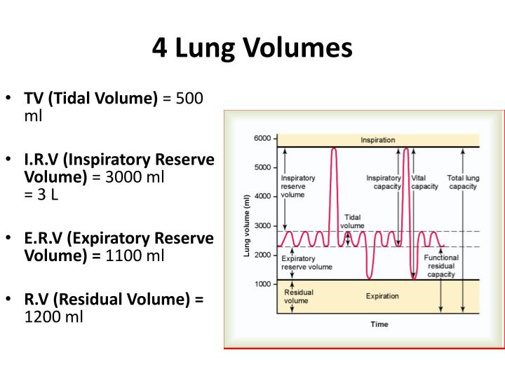 lung tidal volume definition