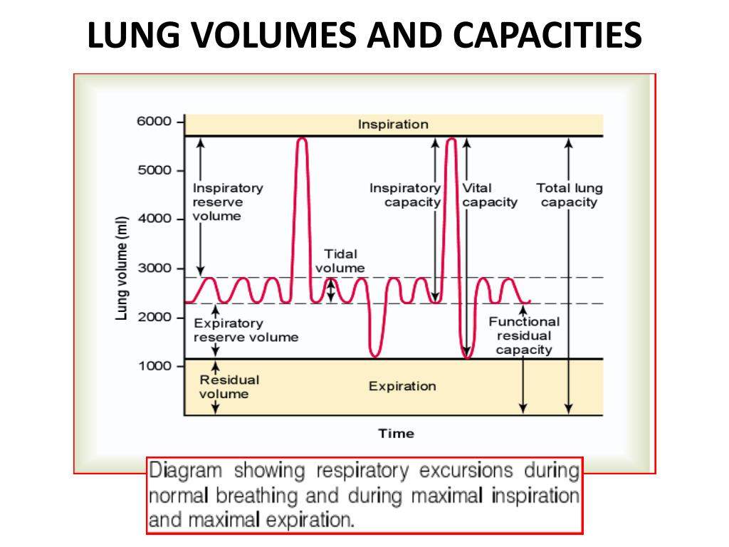 Lung Volumes And Capacities Chart
