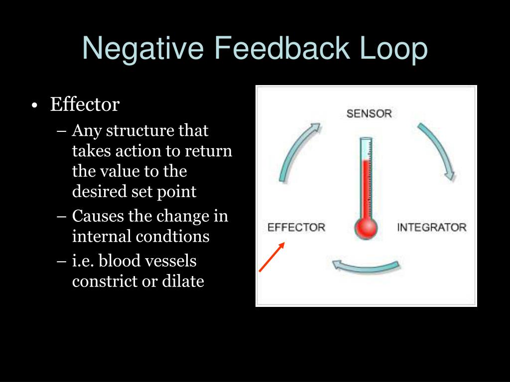 Ppt chapter 9 homeostasis circulation powerpoint presentation