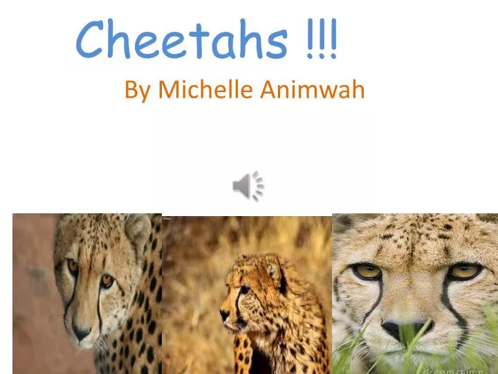 cheetahs n.