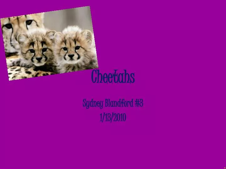 cheetahs n.
