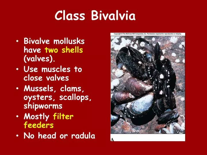 Ppt Class Bivalvia Powerpoint Presentation Free Download Id
