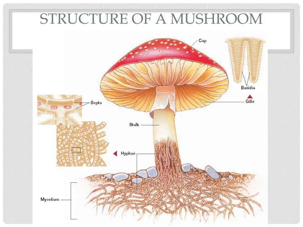 Грибы биология огэ. Mushroom structure. Анатомия гриба. Fungi строение. Mushroom Parts.
