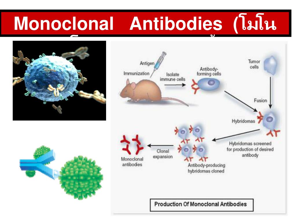 antibody production antibody production