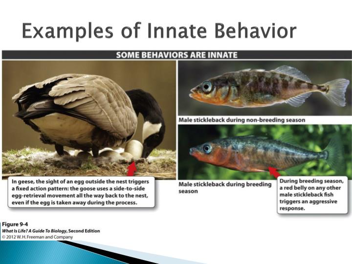 PPT Evolution and Behavior PowerPoint Presentation ID2354968