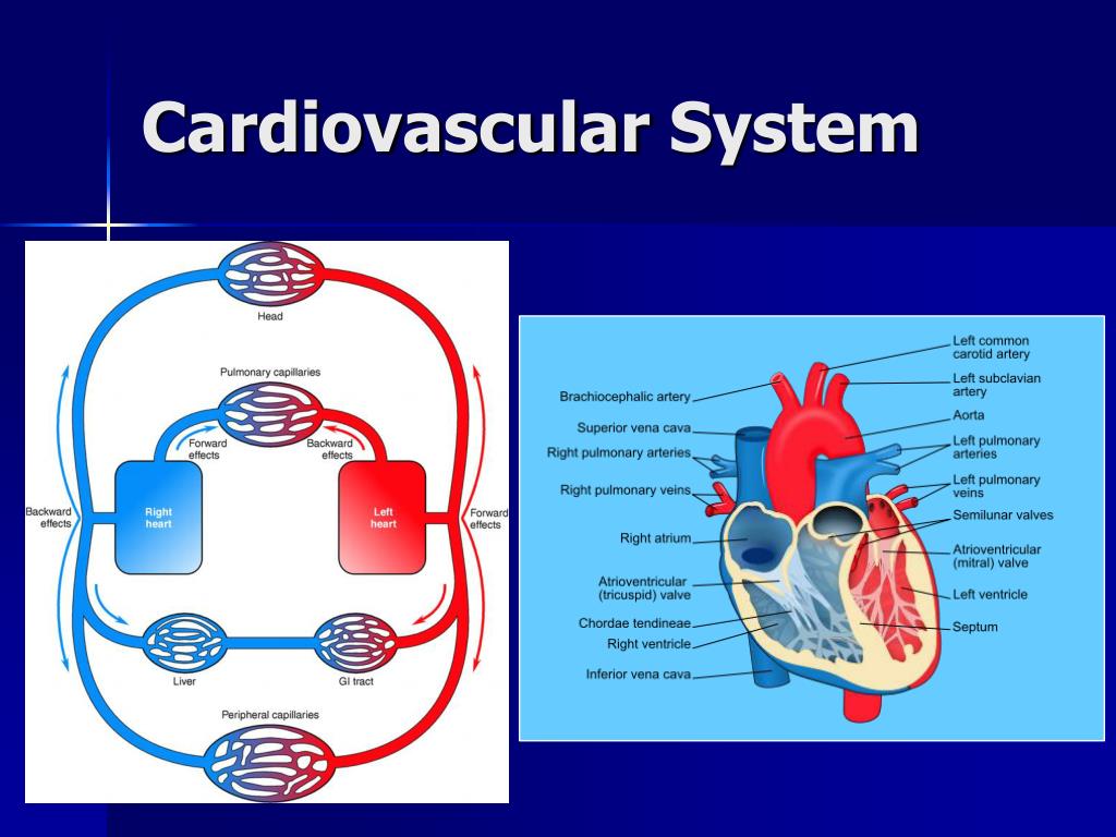 Cardiovascular System транскрипция на русском. Cardiovascular system