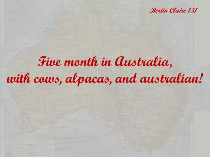 five month in australia with cows alpacas and australian n.