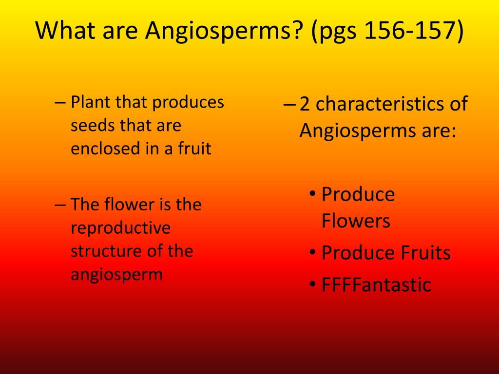 What Are Angiosperms Pgs 156 157 L 